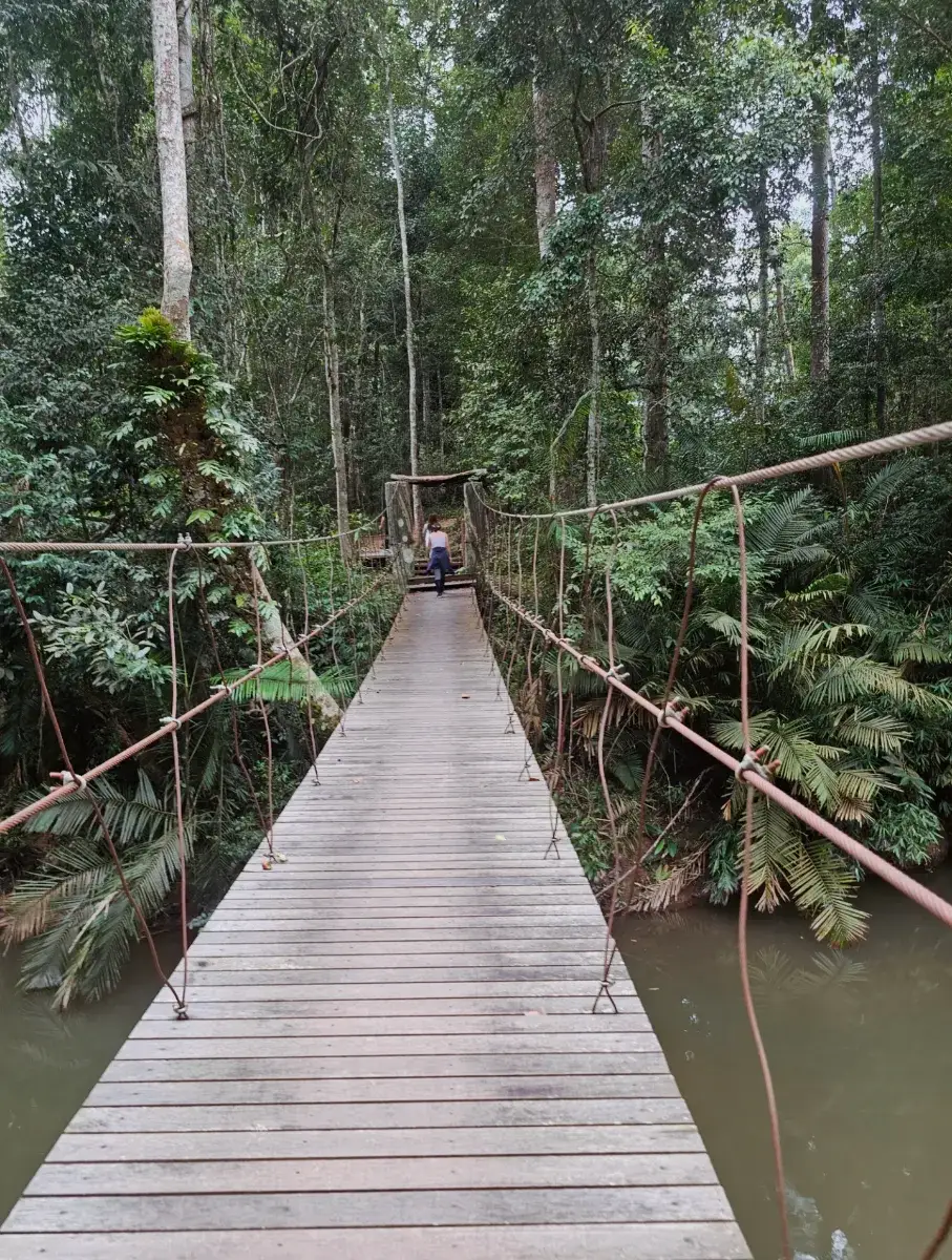 สะพานศึกษาเส้นทางธรรมชาติที่1