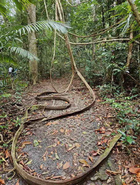 รากไม้เส้นทางศึกษาธรรมชาติที่1