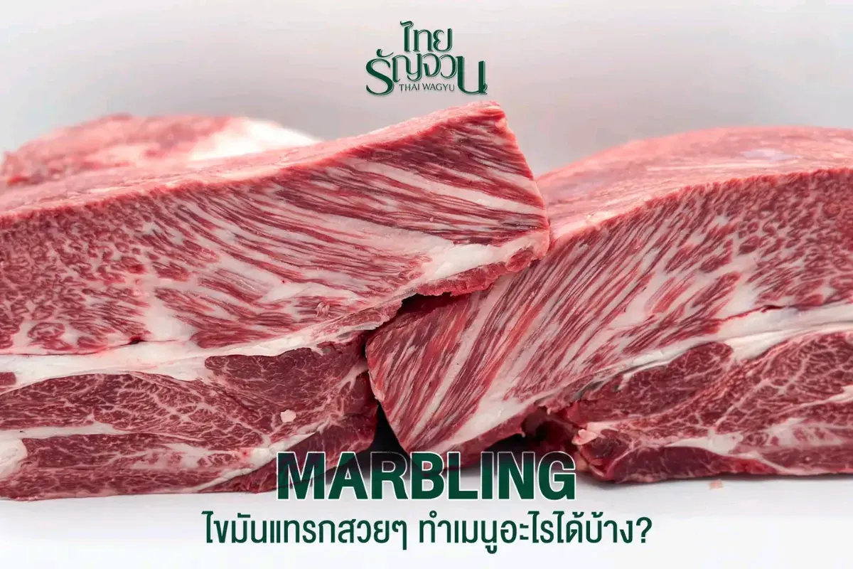 เนื้อวากิวไทยรัญจวน-ThaiRanjuanwagyu6